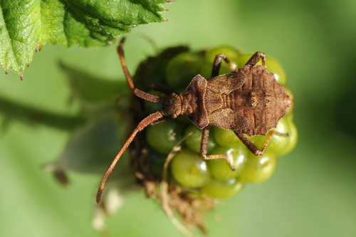 Coreus marginatus