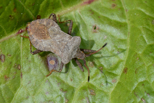 Coreus marginatus