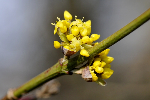 Cornus mas