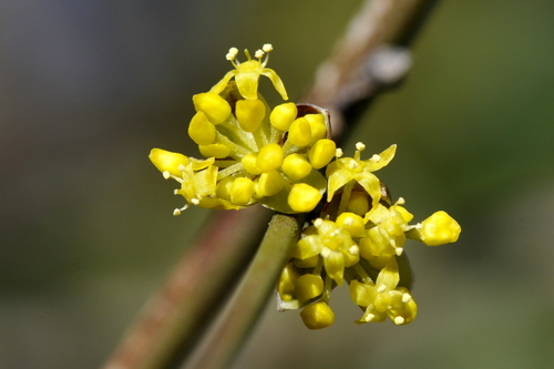 Cornus mas