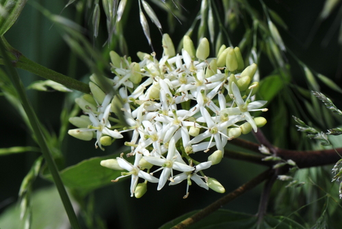 Cornus sanguinea