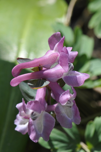Corydalis cava