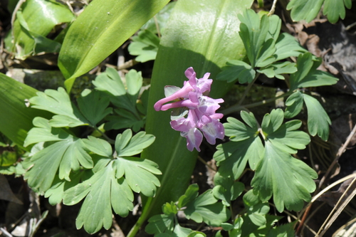 Corydalis cava