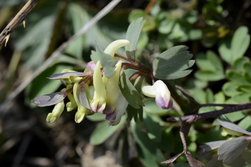 Corydalis solida