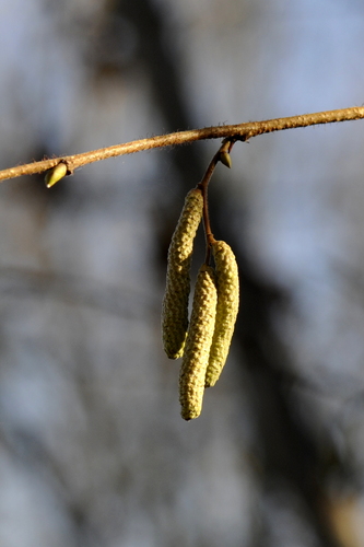 Corylus avellana