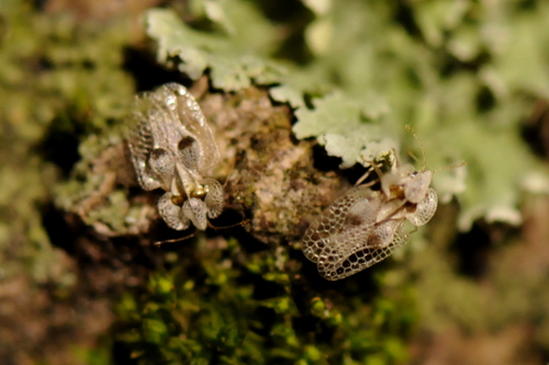 Corythucha ciliata