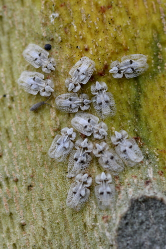 Corythucha ciliata