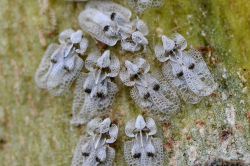 Corythucha ciliata