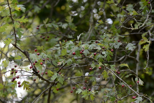 Crataegus monogyna