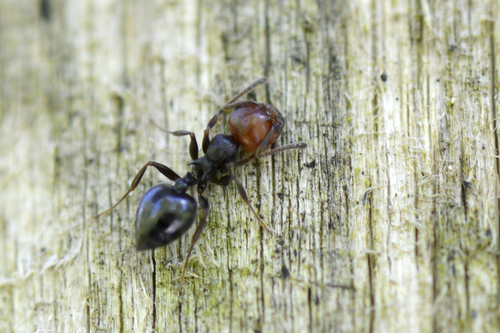 Crematogaster scutellaris