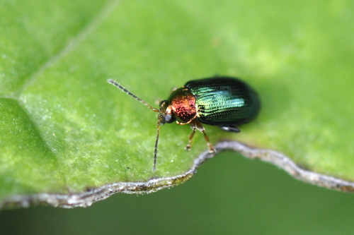 Crepidodera aurata