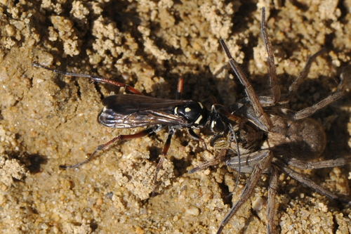 Cryptocheilus