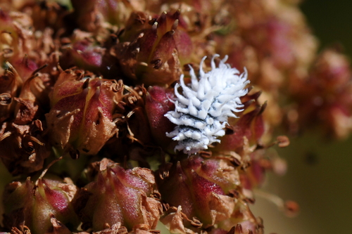 Cryptolaemus montrouzieri