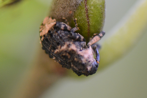 Cryptorhynchus lapathi