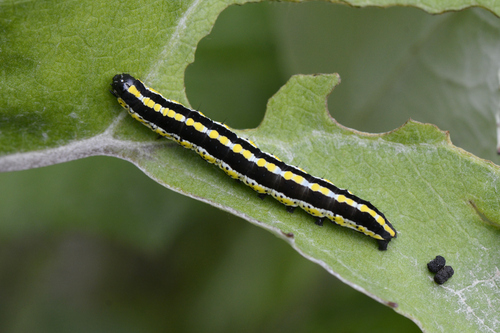 Cucullia lucifuga