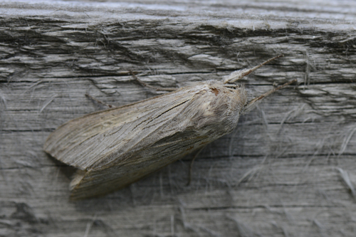 Cucullia umbratica