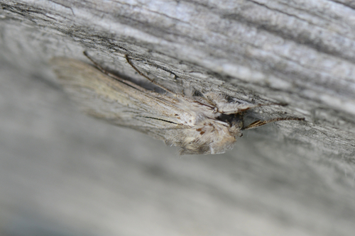 Cucullia umbratica