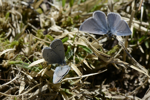 Cupido minimus