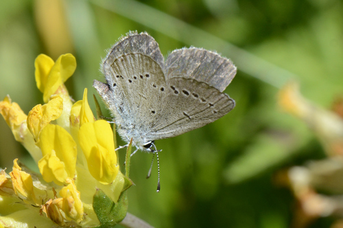 Cupido minimus