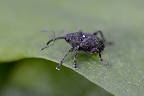 Curculio