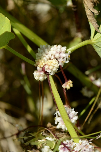 Cuscuta epithymum