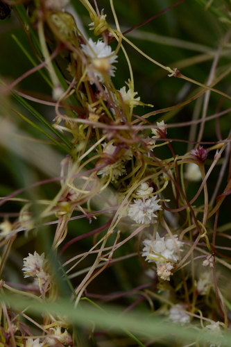 Cuscuta epithymum