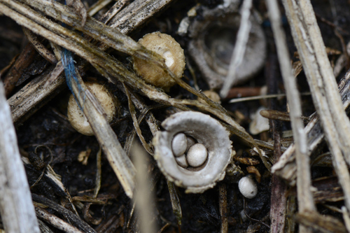Cyathus olla