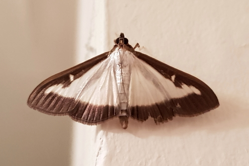 Cydalima perspectalis