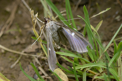 Cydalima perspectalis