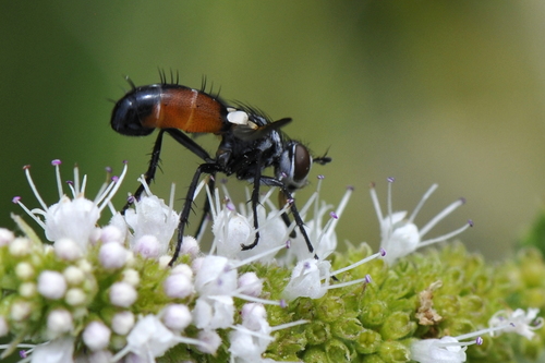 Cylindromyia