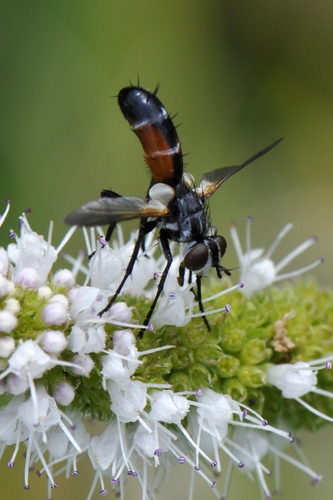 Cylindromyia