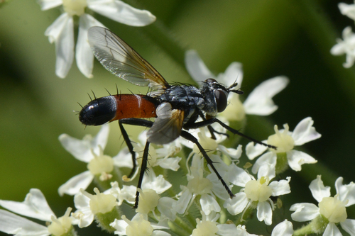 Cylindromyia brassicaria