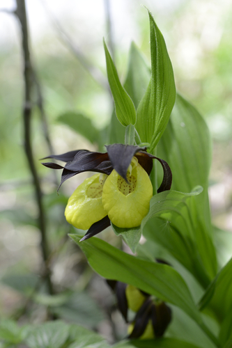 Cypripedium calceolus