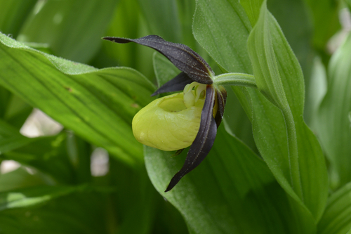 Cypripedium calceolus