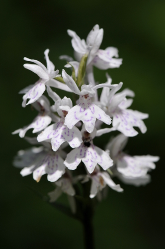 Dactylorhiza fuchsii