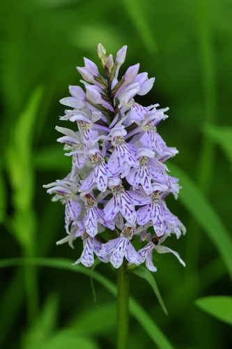 Dactylorhiza fuchsii