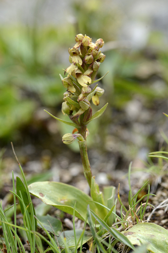 Dactylorhiza viridis