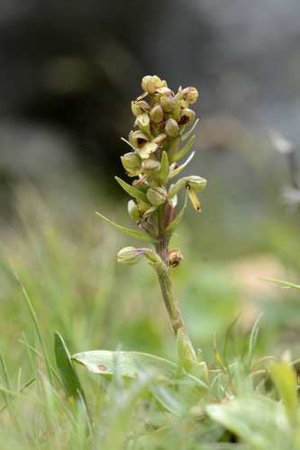 Dactylorhiza viridis