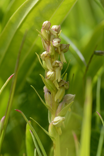 Dactylorhiza viridis
