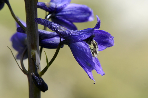 Delphinium elatum