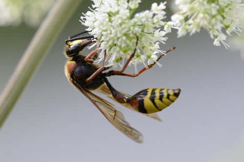 Delta unguiculatum