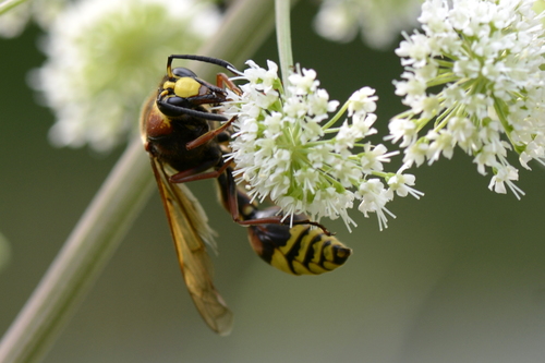 Delta unguiculatum