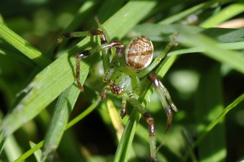 Diaea dorsata
