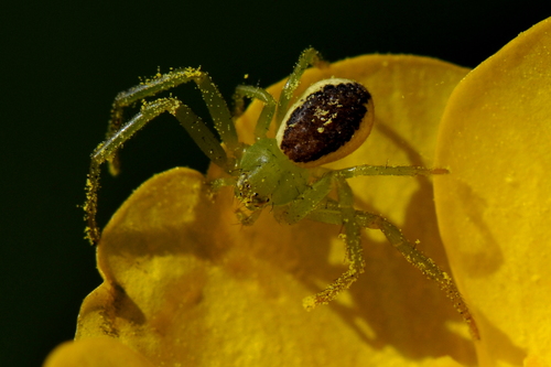 Diaea dorsata