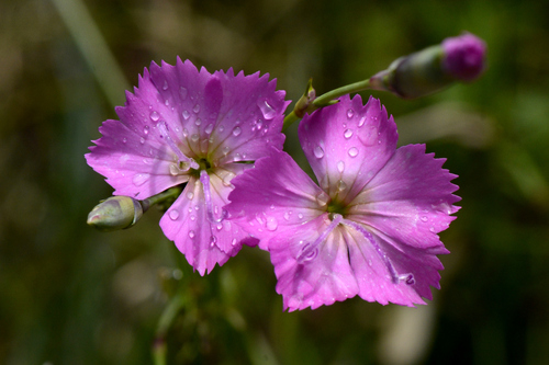 Dianthus sylvestris