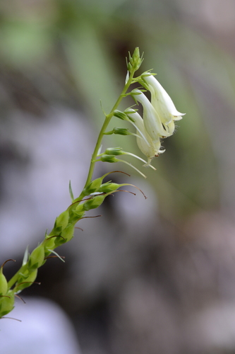 Digitalis lutea