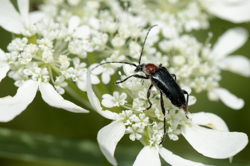 Dinoptera collaris