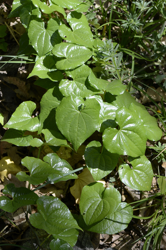 Dioscorea communis
