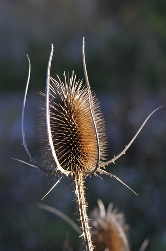 Dipsacus fullonum