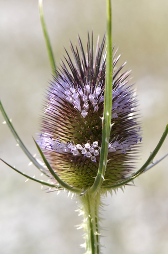 Dipsacus fullonum